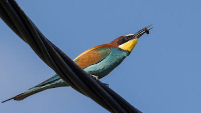 Bee-eater with prey at Tsiknias River