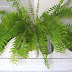 Fabulous Ferns