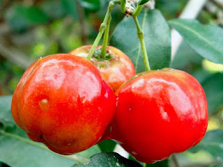 Acerola Berry Fruit Pictures