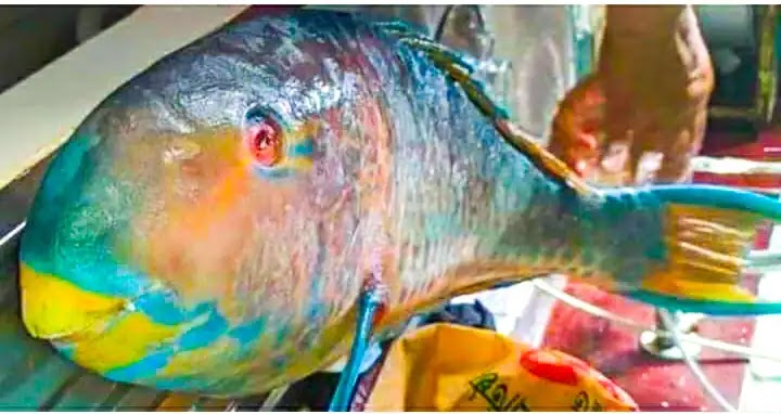 A Rare Species Tia Fish Caught In The Bay Of Bangal