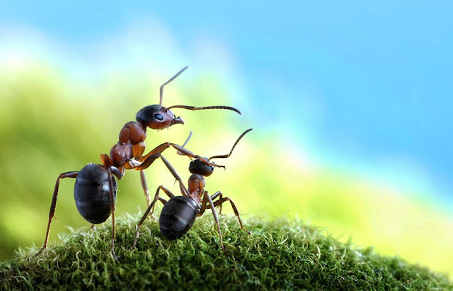 Photographer Andrey Pavlov create amazingly cool photographs using ants in the series Ant Tales, ant tales, the fantasy world of ants, Andrey Pavlov, ant pictures