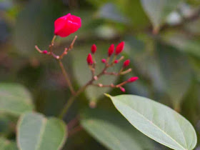red flower buds, leaves of Jatropha plant