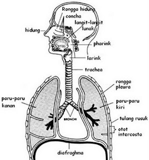 engertian Sistem pernapasan pada manusia Nih Pengertian Sistem Pernapasan Pada Manusia ( Alat, Bagian, Jenis, Proses dan Penyakit Pernapasan Lenkap )