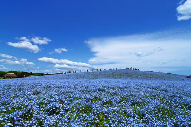 Hitachi Seaside Park, Japan