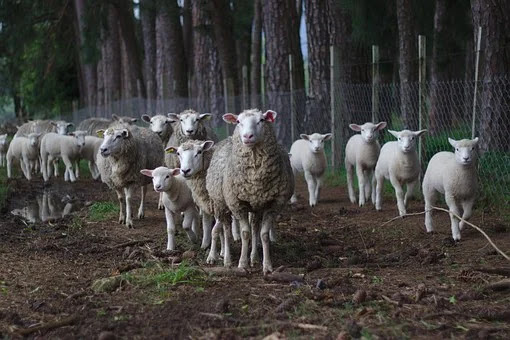 animal population, killed animals population