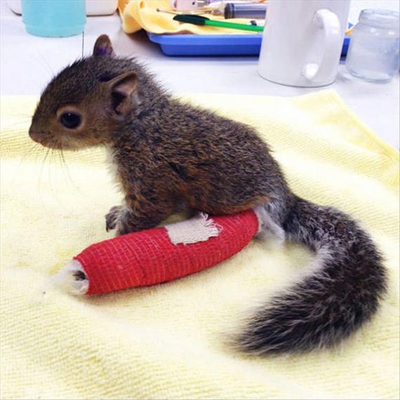 Adoráveis Animais usando gessos, ataduras e cones para recuperar de pequenas lesões
