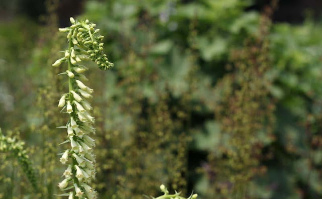 Digitalis Lutea Flowers Pictures