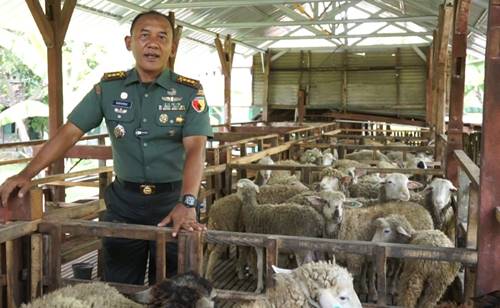 Kembangkan Ternak Domba, Inovasi Danrem 081/DSJ Dalam Mensejahterahkan Petani