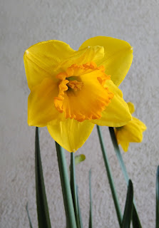 narciso flor de bulbo