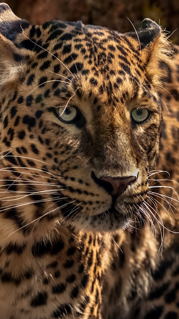 Jaguar, Predator, Wild, Big Cat