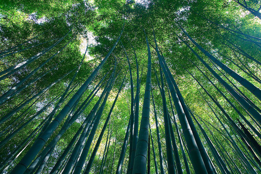 9 Gambar Pemandangan Hutan yang Indah Gambar Pemandangan 