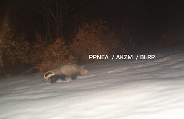 the european badger filmet at night at munella mount