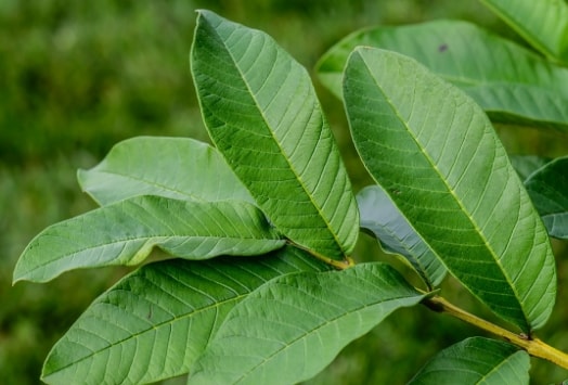 27 Pola Flora Bertulang Daun  Menyirip  Dan Foto Gambarnya 