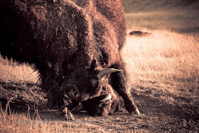 Buffalo Bison Fighting in Custer State Park by Dakota Visions Photography LLC Black Hills SD www.dakotavisions.com