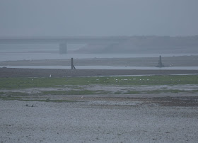 Sooty Tern - Ythan Estuary, Aberdeen