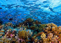 Image result for picture of tubbataha reef in palawan