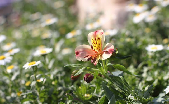 Peruvian Lily Flowers Pictures