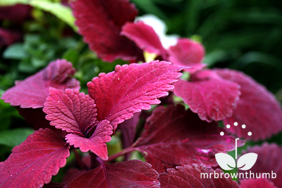 Coleus Redhead, Ball Horticultural Company