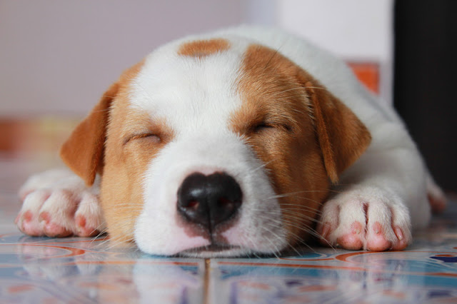 Portrait of the face and front paws of a cute sleeping puppy