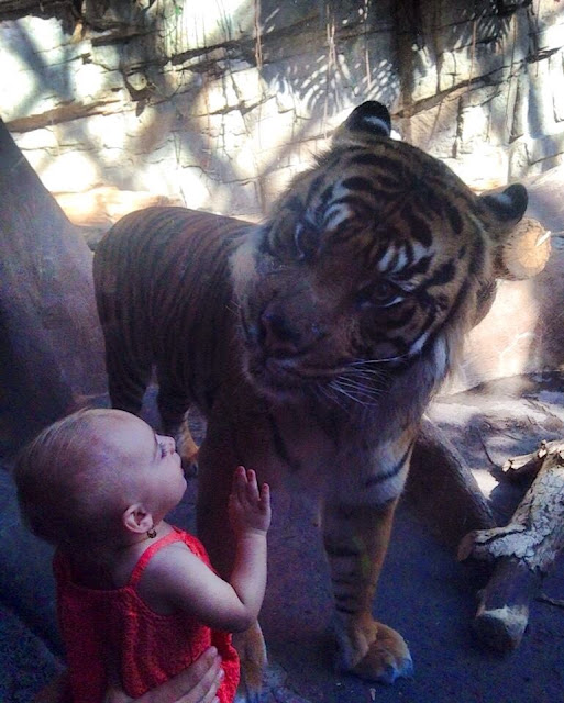 Baby looking at a tiger