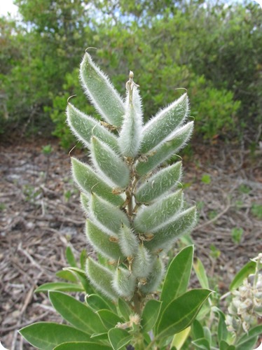 Hawks Bluff Trail - Native Lupine Sky-blue Lupinus diffusus (1)