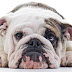 Bulldog Anxiety Problems: Signs and Treatments