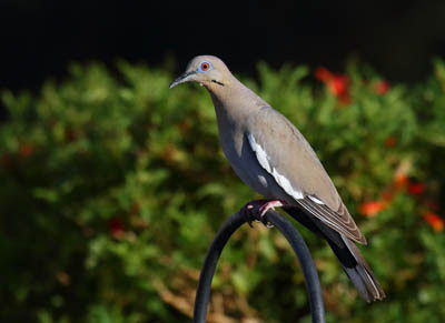Photo of White-winged Dove