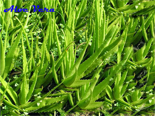 Benefits and Efficacy of Aloe Vera