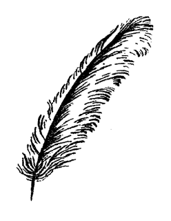 feather illustration image