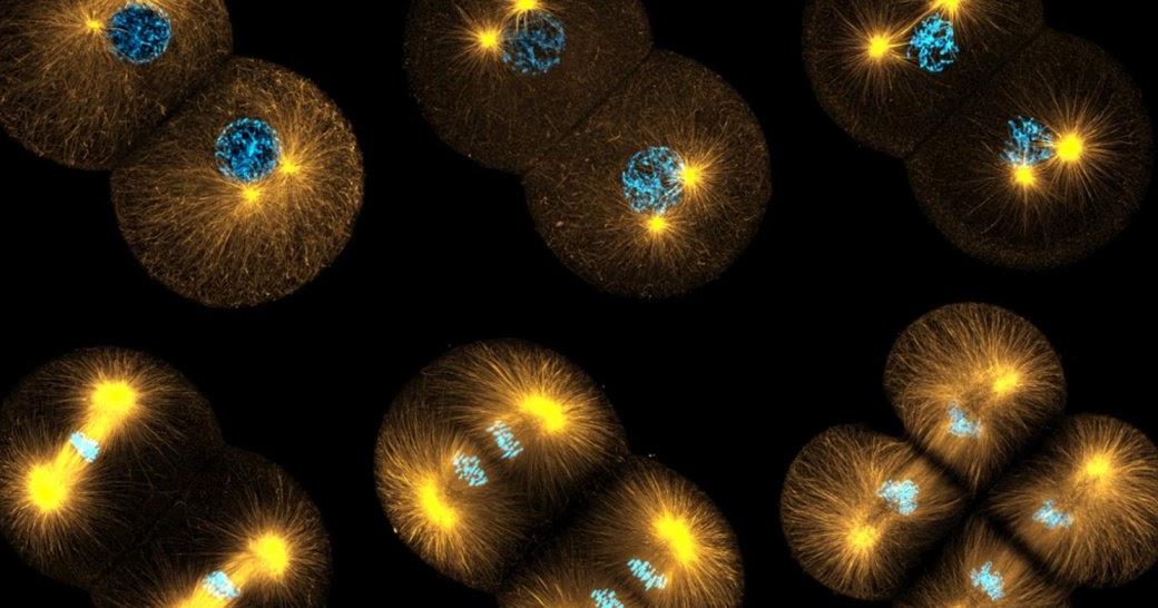 División celular mitosis y citocinesis Biología