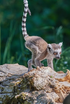 Lemur facts and information