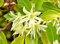 Star Anise (Bunga Lawang/Pekak)