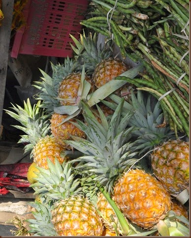 Ananas comosus Bromeliaceae: pineapple, สับปะรด