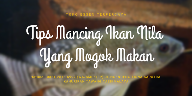 https://tokoessenterpercaya.blogspot.com/2019/03/tips-mancing-ikan-nila-yang-mogok-makan.html