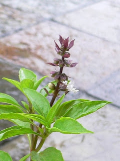 Basil Flower