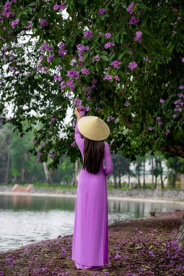 Thiếu nữ áo dài tím, hoa bằng lăng
