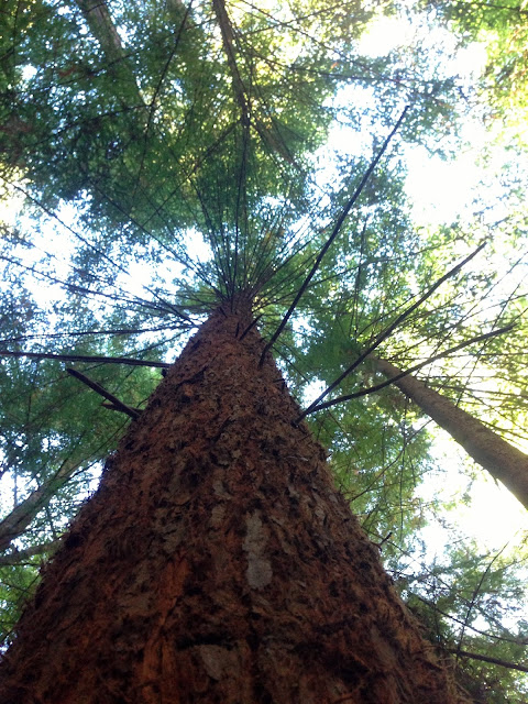 trees, forest, apple valley lane, watsonville, countryside, forest photography, tree photography, nature, beauty, natural beauty