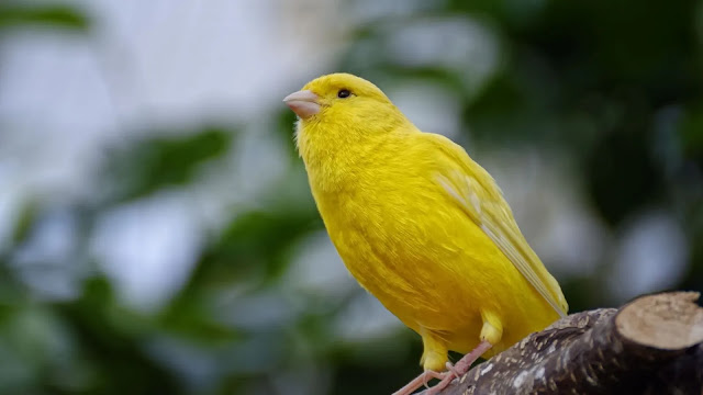 Canaries