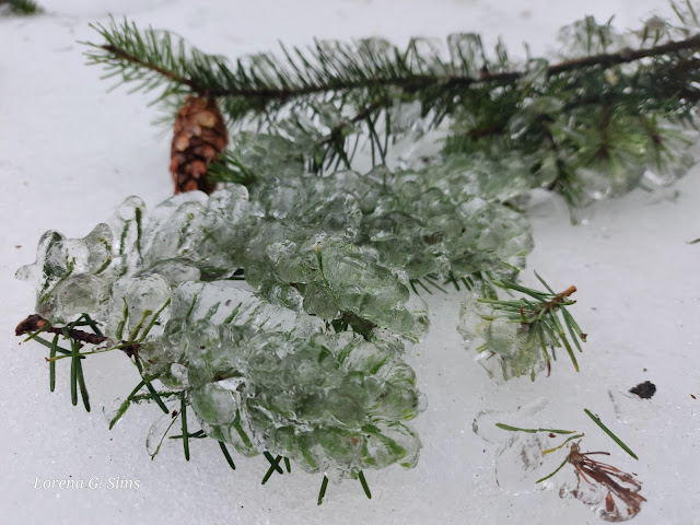 Ice, now, pine needles, pine cones, tree branches on the ground