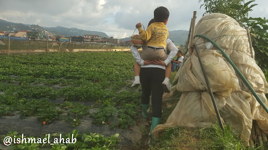 Lady farmer give Baby Ahab a piggyback ride at Strawberry Farm in La Trinidad, Benguet