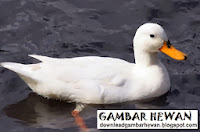 kumpulan gambar bebek