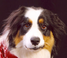 Dublvision's Rockn'Comet "Rocky"