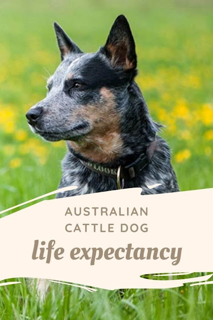 Australian Cattle Dog