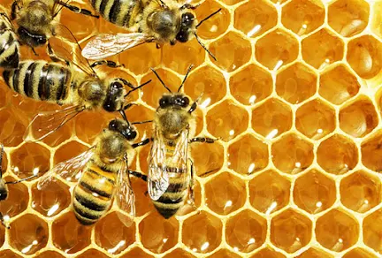 Health Benefits Of Honey: It Helps prevent cancer and heart disease: