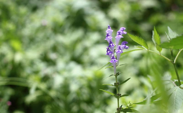 Baikal Skullcap Flowers Pictures