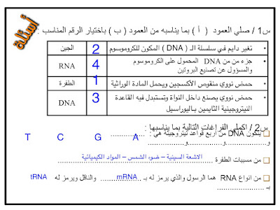 شرح درس مادة الوراثة الثالث المتوسط الفصل الثاني  2021 م