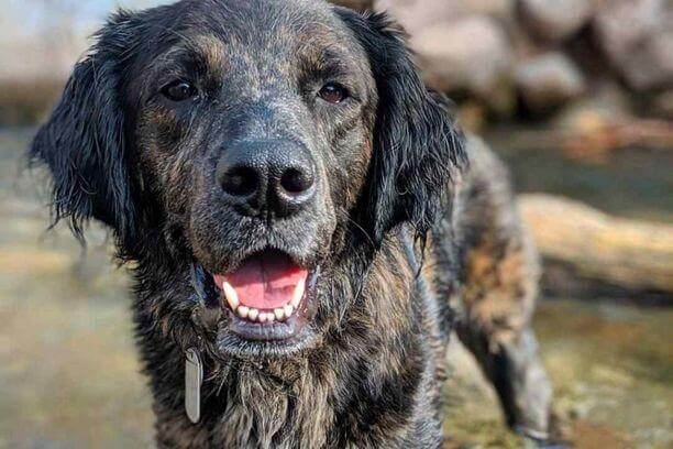 Labrador croisé Berger Australien (Berger Labrador): infos et photos