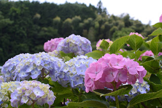 南指原ほたるの里の紫陽花と蛍2020