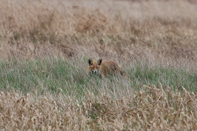 Foks - Vos - Vulpes vulpes