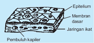 jaringan Epitelium pipih selapis